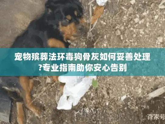 宠物殡葬法环毒狗骨灰如何妥善处理?专业指南助你安心告别