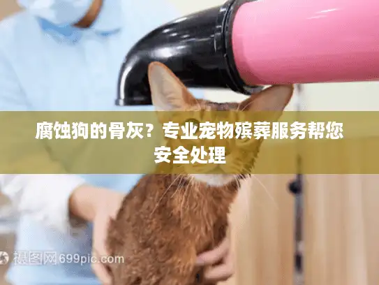 腐蚀狗的骨灰？专业宠物殡葬服务帮您安全处理