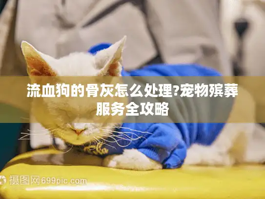 流血狗的骨灰怎么处理?宠物殡葬服务全攻略