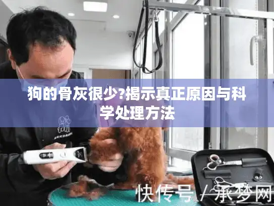 狗的骨灰很少?揭示真正原因与科学处理方法