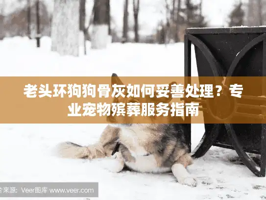 老头环狗狗骨灰如何妥善处理？专业宠物殡葬服务指南