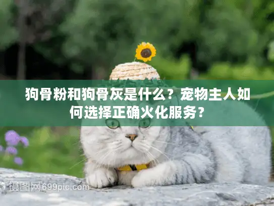 狗骨粉和狗骨灰是什么？宠物主人如何选择正确火化服务？