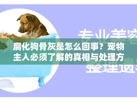 腐化狗骨灰是怎么回事？宠物主人必须了解的真相与处理方案