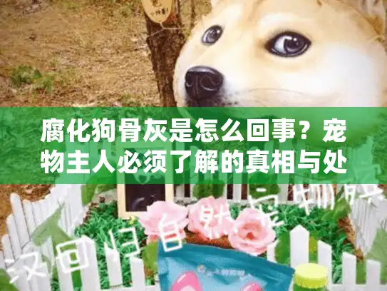 腐化狗骨灰是怎么回事？宠物主人必须了解的真相与处理方案