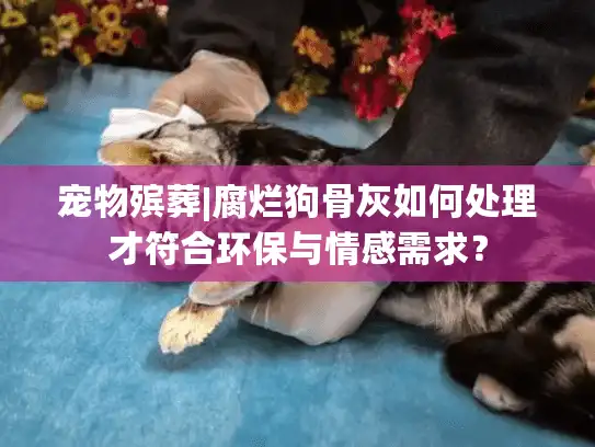 宠物殡葬|腐烂狗骨灰如何处理才符合环保与情感需求？