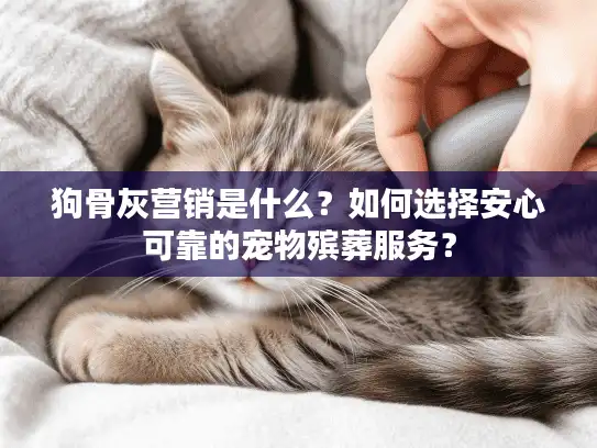 狗骨灰营销是什么？如何选择安心可靠的宠物殡葬服务？