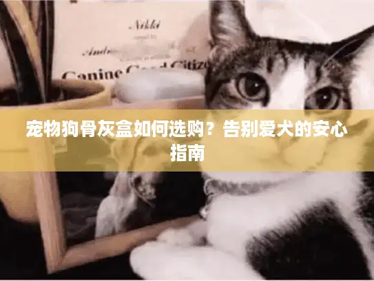 宠物狗骨灰盒如何选购？告别爱犬的安心指南