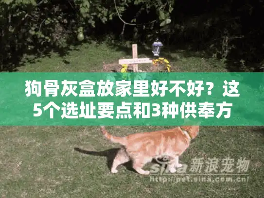 狗骨灰盒放家里好不好？这5个选址要点和3种供奉方式值得参考