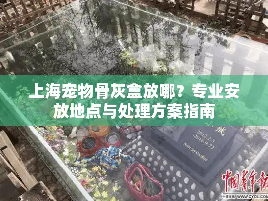 上海宠物骨灰盒放哪？专业安放地点与处理方案指南