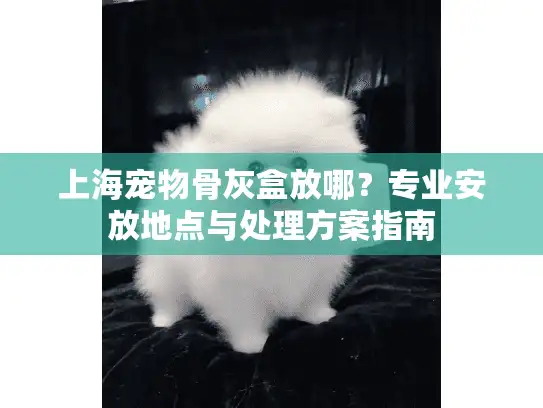 上海宠物骨灰盒放哪？专业安放地点与处理方案指南
