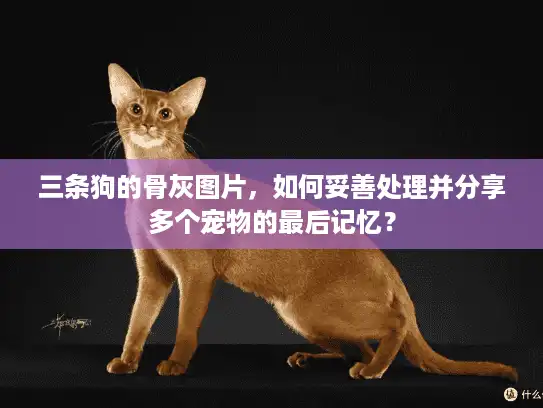 三条狗的骨灰图片，如何妥善处理并分享多个宠物的最后记忆？