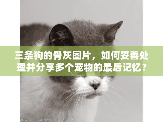 三条狗的骨灰图片，如何妥善处理并分享多个宠物的最后记忆？