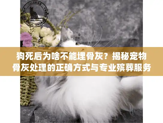 狗死后为啥不能埋骨灰？揭秘宠物骨灰处理的正确方式与专业殡葬服务
