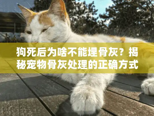 狗死后为啥不能埋骨灰？揭秘宠物骨灰处理的正确方式与专业殡葬服务