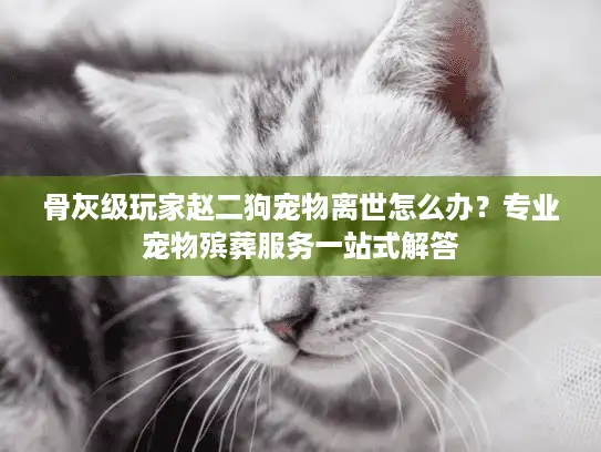 骨灰级玩家赵二狗宠物离世怎么办？专业宠物殡葬服务一站式解答