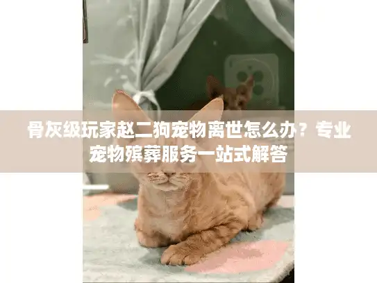骨灰级玩家赵二狗宠物离世怎么办？专业宠物殡葬服务一站式解答