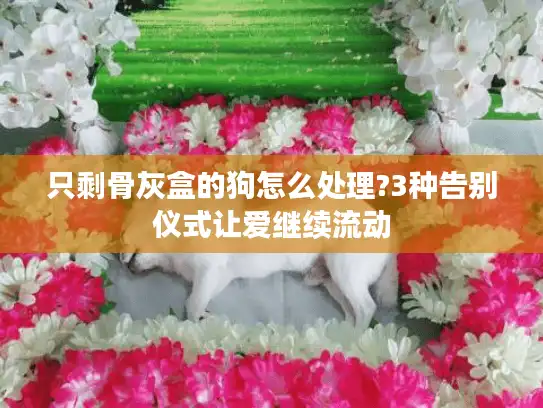 只剩骨灰盒的狗怎么处理?3种告别仪式让爱继续流动