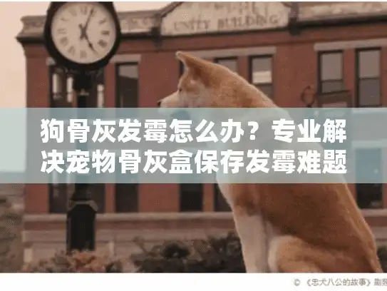 狗骨灰发霉怎么办？专业解决宠物骨灰盒保存发霉难题