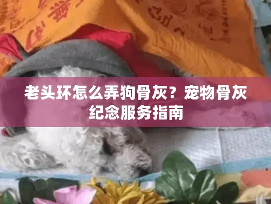 老头环怎么弄狗骨灰？宠物骨灰纪念服务指南