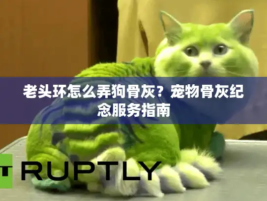 老头环怎么弄狗骨灰？宠物骨灰纪念服务指南