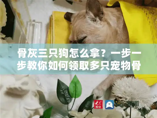 骨灰三只狗怎么拿？一步一步教你如何领取多只宠物骨灰完整流程