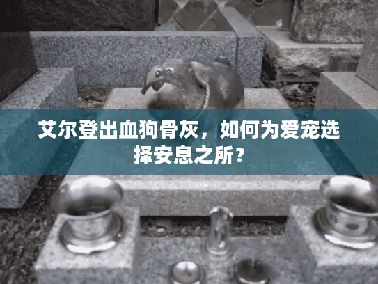 艾尔登出血狗骨灰，如何为爱宠选择安息之所？