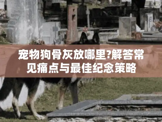 宠物狗骨灰放哪里?解答常见痛点与最佳纪念策略