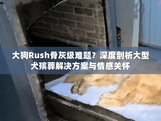 大狗Rush骨灰级难题？深度剖析大型犬殡葬解决方案与情感关怀