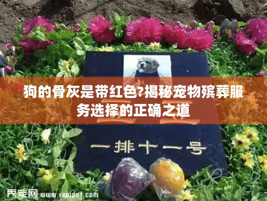 狗的骨灰是带红色?揭秘宠物殡葬服务选择的正确之道