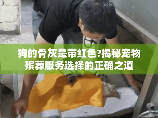 狗的骨灰是带红色?揭秘宠物殡葬服务选择的正确之道