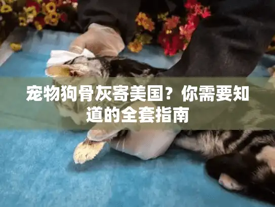 宠物狗骨灰寄美国？你需要知道的全套指南