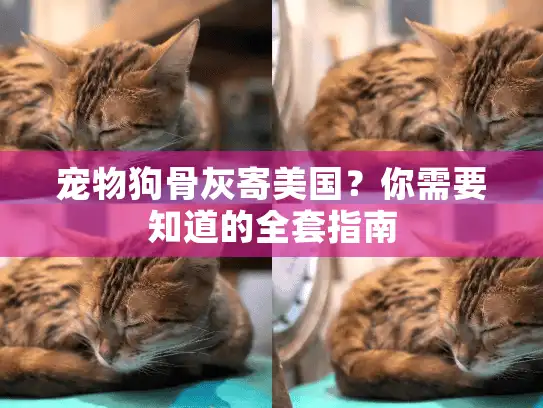 宠物狗骨灰寄美国？你需要知道的全套指南