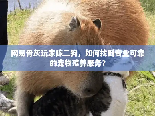 网易骨灰玩家陈二狗，如何找到专业可靠的宠物殡葬服务？