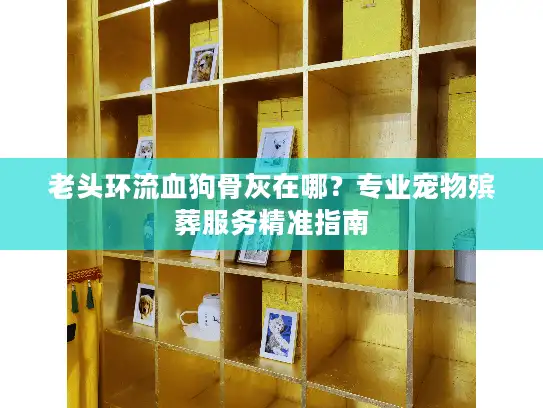 老头环流血狗骨灰在哪？专业宠物殡葬服务精准指南
