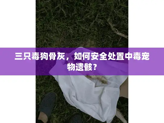 三只毒狗骨灰，如何安全处置中毒宠物遗骸？