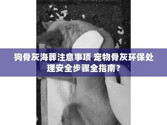 狗骨灰海葬注意事项 宠物骨灰环保处理安全步骤全指南？
