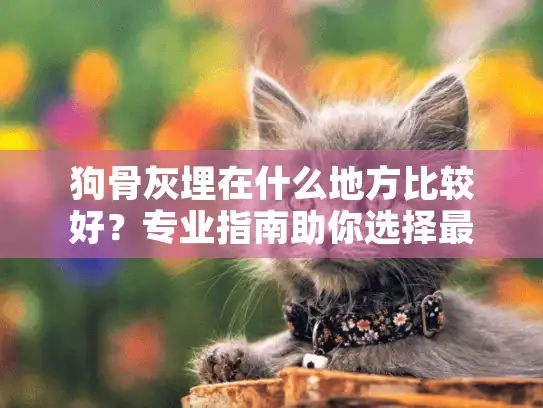 狗骨灰埋在什么地方比较好？专业指南助你选择最佳安息地