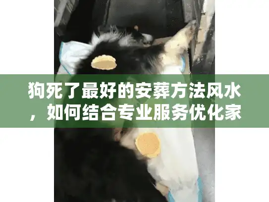 狗死了最好的安葬方法风水，如何结合专业服务优化家庭运势？