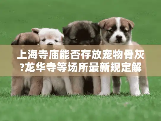 上海寺庙能否存放宠物骨灰?龙华寺等场所最新规定解读