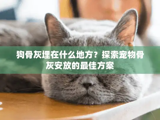 狗骨灰埋在什么地方？探索宠物骨灰安放的最佳方案