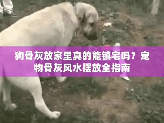 狗骨灰放家里真的能镇宅吗？宠物骨灰风水摆放全指南