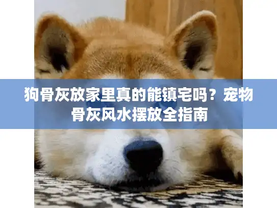 狗骨灰放家里真的能镇宅吗？宠物骨灰风水摆放全指南