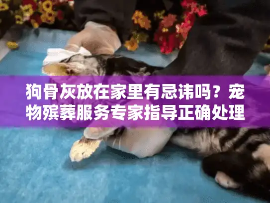 狗骨灰放在家里有忌讳吗？宠物殡葬服务专家指导正确处理爱宠骨灰
