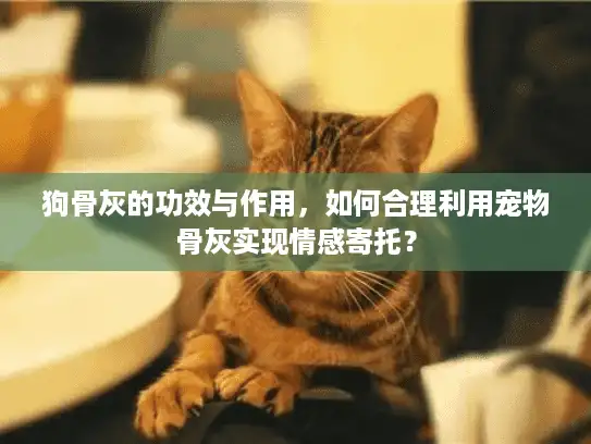 狗骨灰的功效与作用，如何合理利用宠物骨灰实现情感寄托？
