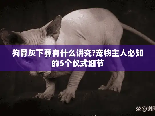 狗骨灰下葬有什么讲究?宠物主人必知的5个仪式细节