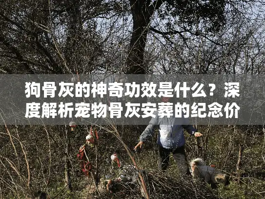 狗骨灰的神奇功效是什么？深度解析宠物骨灰安葬的纪念价值与服务选择