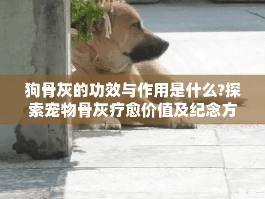 狗骨灰的功效与作用是什么?探索宠物骨灰疗愈价值及纪念方式