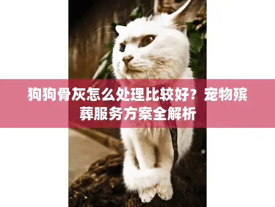 狗狗骨灰怎么处理比较好？宠物殡葬服务方案全解析