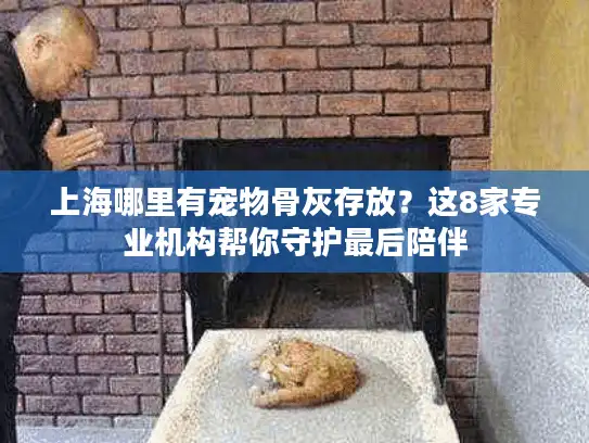 上海哪里有宠物骨灰存放？这8家专业机构帮你守护最后陪伴