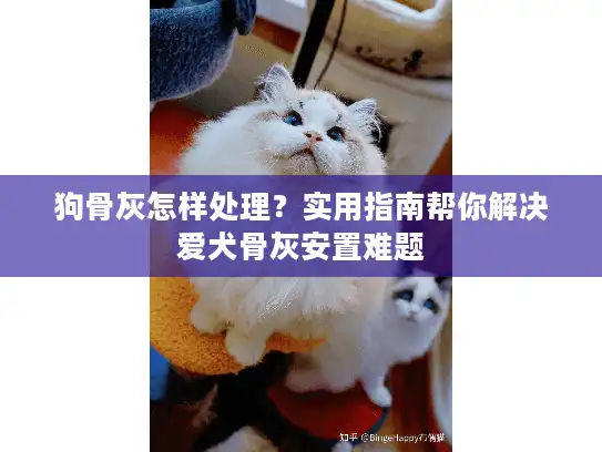 狗骨灰怎样处理？实用指南帮你解决爱犬骨灰安置难题
